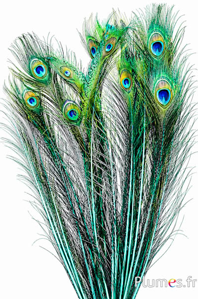 Pauw blauw - 60-70 cm - jade